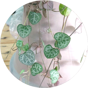 Heart-shaped leaves on the vines of a String of Hearts plant.